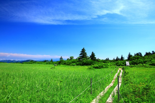 夏の湿原