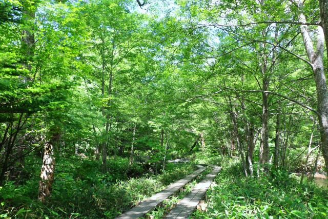 夏の散歩道