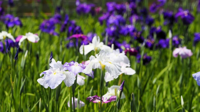 小田原城の花菖蒲