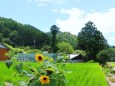 夏の里山