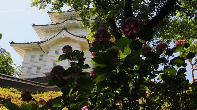 初夏の小田原城