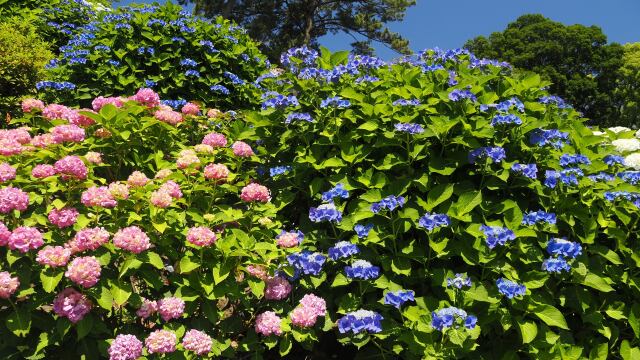 小田原城の紫陽花