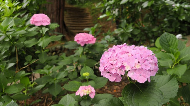 高幡不動尊の紫陽花