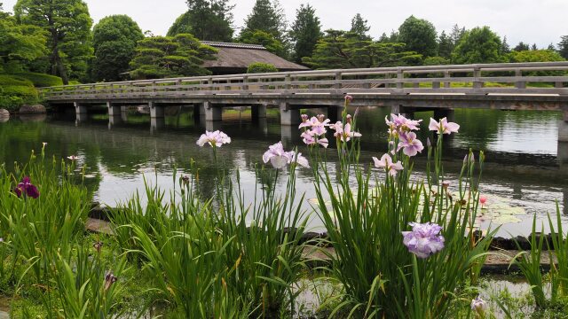 初夏の昭和記念公園