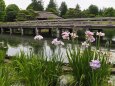 初夏の昭和記念公園