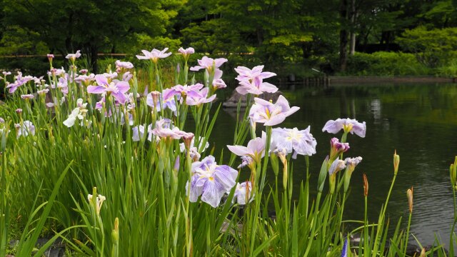 昭和記念公園の花菖蒲