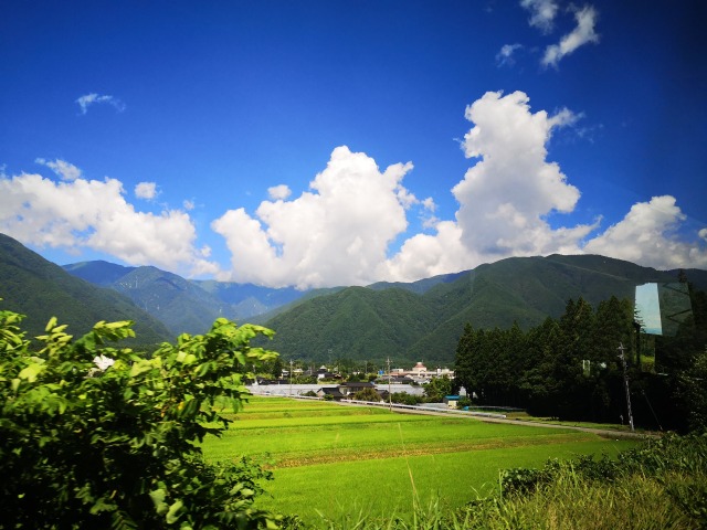 夏の里山