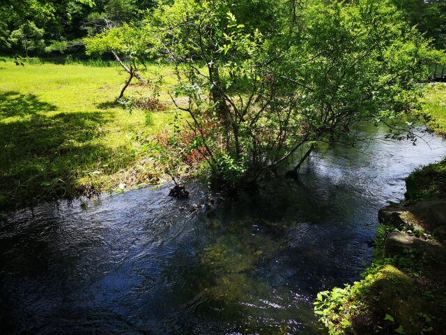 夏の水辺