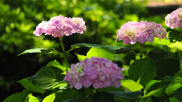 小田原城の紫陽花