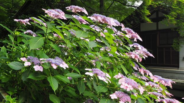 高幡不動尊の紫陽花