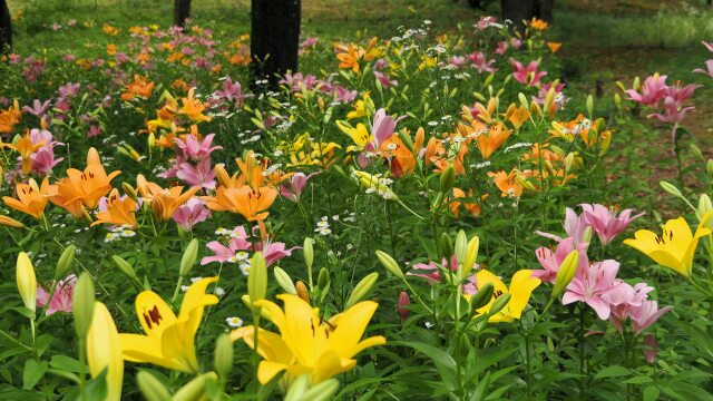 昭和記念公園のスカシユリ