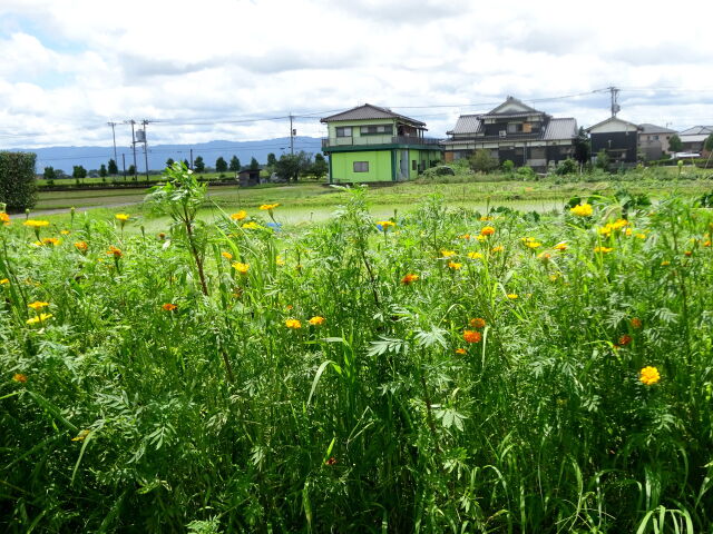 通りがかりの風景 笑っちゃダメ