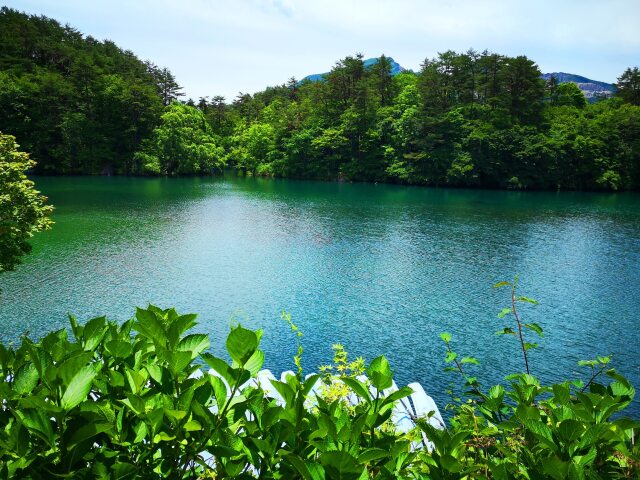 夏の水辺