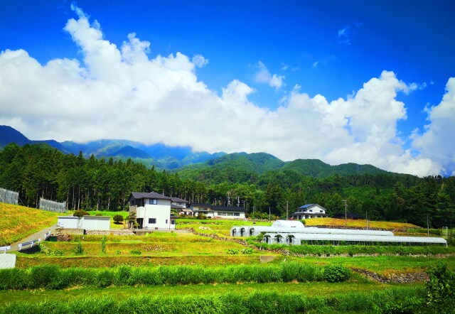 夏の里山