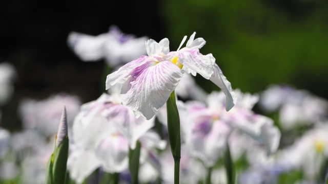 小田原城の花菖蒲