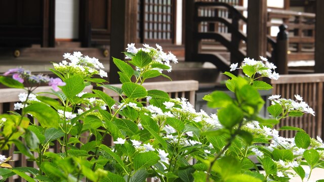 高幡不動尊の紫陽花