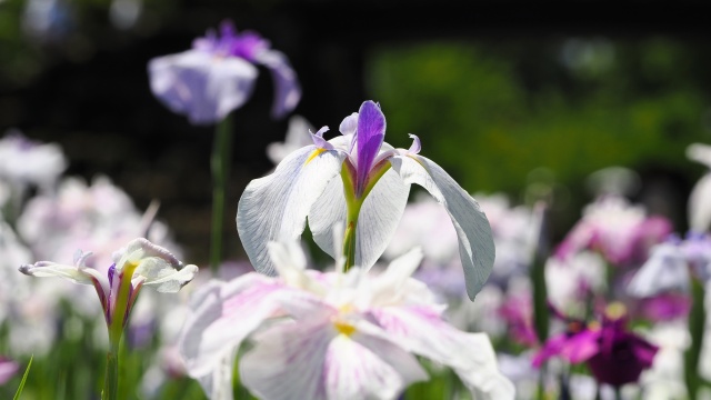 小田原城の花菖蒲