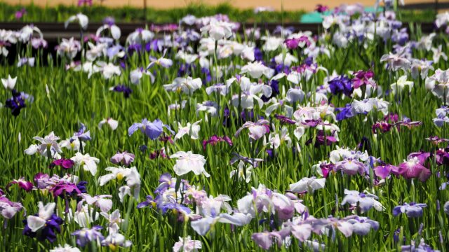 小田原城の花菖蒲