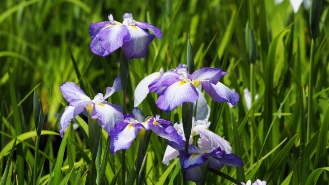 小田原城の花菖蒲