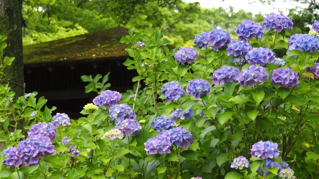 昭和記念公園の紫陽花