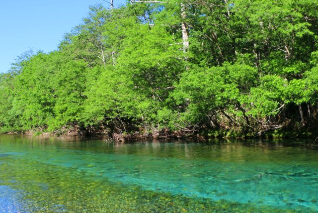 夏の水辺