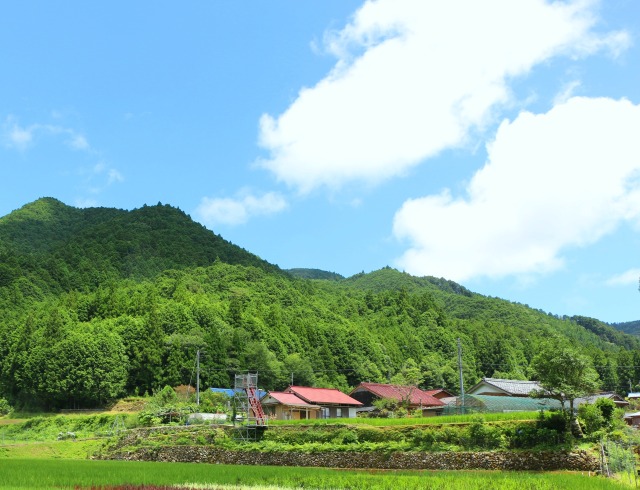 夏の里山