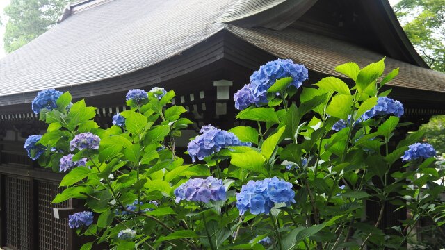 高幡不動尊の紫陽花