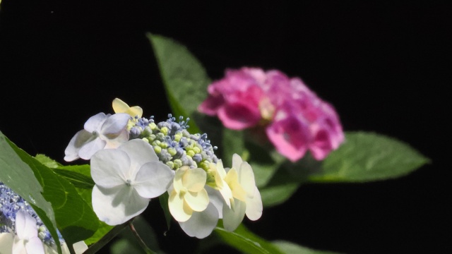 高幡不動尊の紫陽花