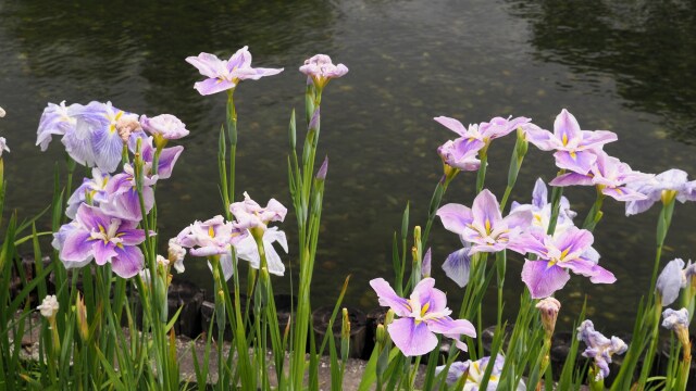 昭和記念公園の花菖蒲