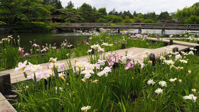 昭和記念公園の花菖蒲