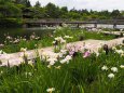 昭和記念公園の花菖蒲