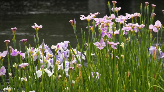 昭和記念公園の花菖蒲