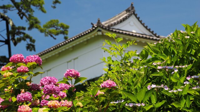 小田原城の紫陽花