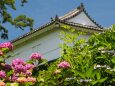小田原城の紫陽花