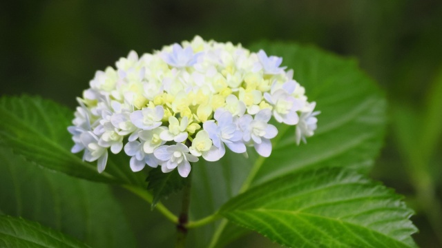 高幡不動尊の紫陽花