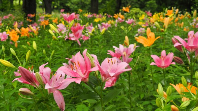 昭和記念公園のスカシユリ