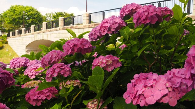 葛西臨海公園の紫陽花