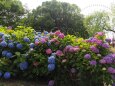 葛西臨海公園の紫陽花