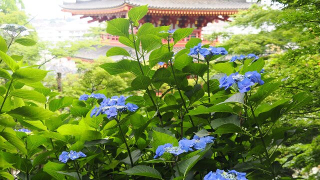 高幡不動尊の紫陽花