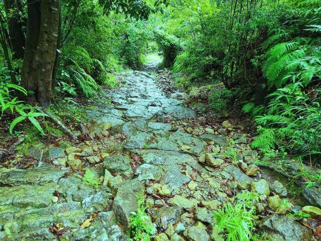 雨上がりの熊野古道