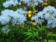 夏の高山植物