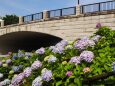 葛西臨海公園の紫陽花