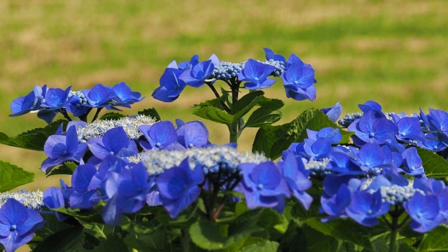 葛西臨海公園の紫陽花