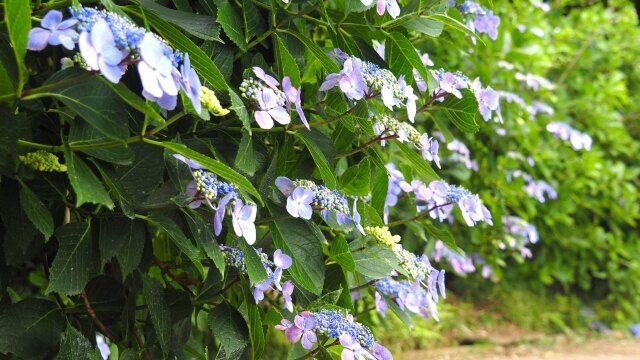 高幡不動尊の紫陽花