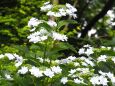 高幡不動尊の紫陽花