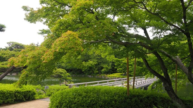 初夏の昭和記念公園