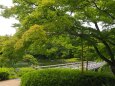 初夏の昭和記念公園