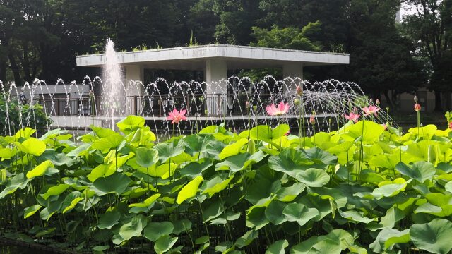 初夏の府中市郷土の森公園