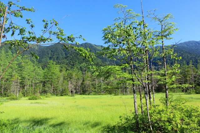 夏の田代湿原