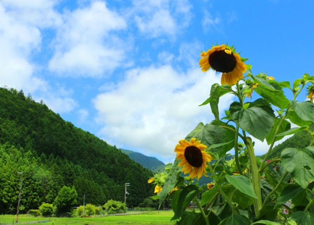 夏の里山